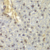 Immunohistochemistry of paraffin-embedded Mouse liver using RPL5 Polyclonal Antibody at dilution of  1:200 (40x lens).