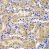 Immunohistochemistry of paraffin-embedded Mouse kidney using RPL5 Polyclonal Antibody at dilution of  1:200 (40x lens).