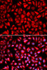 Immunofluorescence analysis of U2OS cells using IPO5 Polyclonal Antibody
