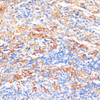 Immunohistochemistry of paraffin-embedded Rat spleen using APCS Polyclonal Antibody at dilution of  1:100 (40x lens).