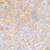 Immunohistochemistry of paraffin-embedded Mouse liver using APCS Polyclonal Antibody at dilution of  1:100 (40x lens).