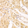 Immunohistochemistry of paraffin-embedded Mouse heart using PSMD2 Polyclonal Antibody at dilution of  1:100 (40x lens).