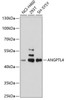 Western blot analysis of extracts of various cell lines using ANGPTL4 Polyclonal Antibody at dilution of 1:1000.