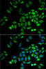 Immunofluorescence analysis of A-549 cells using ANGPTL4 Polyclonal Antibody