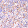 Immunohistochemistry of paraffin-embedded Rat spleen using NT5E / CD73 Polyclonal Antibody at dilution of  1:200 (40x lens).