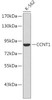 Western blot analysis of extracts of K-562 cells using CCNT1 Polyclonal Antibody.