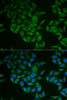 Immunofluorescence analysis of A549 cells using CD247 Polyclonal Antibody