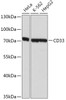 Western blot analysis of extracts of various cell lines using SIGLEC3/CD33 Polyclonal Antibody at dilution of 1:1000.