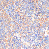 Immunohistochemistry of paraffin-embedded Mouse spleen using SIGLEC3/CD33 Polyclonal Antibody at dilution of  1:200 (40x lens).