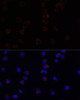 Immunofluorescence analysis of THP-1 cells using SIGLEC3/CD33 Polyclonal Antibody at dilution of  1:100. Blue: DAPI for nuclear staining.
