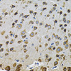 Immunohistochemistry of paraffin-embedded Rat brain using NCF4 Polyclonal Antibody at dilution of  1:100 (40x lens).