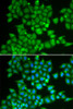Immunofluorescence analysis of U2OS cells using PDE1B Polyclonal Antibody