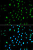 Immunofluorescence analysis of HepG2 cells using POLR2A Polyclonal Antibody