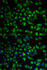 Immunofluorescence analysis of HeLa cells using SPAM1 Polyclonal Antibody