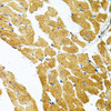 Immunohistochemistry of paraffin-embedded Rat heart using SYK Polyclonal Antibody at dilution of  1:100 (40x lens).