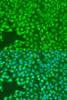 Immunofluorescence analysis of U2OS cells using SYK Polyclonal Antibody at dilution of  1:100. Blue: DAPI for nuclear staining.