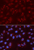 Immunofluorescence analysis of U2OS cells using XRCC3 Polyclonal Antibody