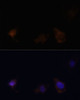 Immunofluorescence analysis of C6 cells using ZYX Polyclonal Antibody at dilution of  1:100. Blue: DAPI for nuclear staining.