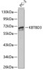 Western blot analysis of extracts of PC-3 cells using KBTBD3 Polyclonal Antibody.