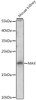 Western blot analysis of extracts of Mouse kidney using MAX Polyclonal Antibody at dilution of 1:500.