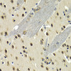 Immunohistochemistry of paraffin-embedded Mouse brain using MAX Polyclonal Antibody at dilution of  1:200 (40x lens).