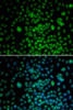 Immunofluorescence analysis of U2OS cells using MAX Polyclonal Antibody