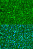 Immunofluorescence analysis of U2OS cells using EIF4E Polyclonal Antibody at dilution of  1:100. Blue: DAPI for nuclear staining.