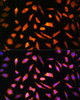 Immunofluorescence analysis of L929 cells using BNP Polyclonal Antibody at dilution of  1:100. Blue: DAPI for nuclear staining.