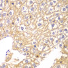 Immunohistochemistry of paraffin-embedded Mouse liver using PPP2R2A Polyclonal Antibody at dilution of  1:100 (40x lens).
