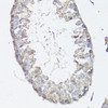 Immunohistochemistry of paraffin-embedded Mouse testis using MRP4 / ABCC4 Polyclonal Antibody at dilution of  1:150 (40x lens).