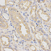 Immunohistochemistry of paraffin-embedded Human kidney using DCTN2 Polyclonal Antibody at dilution of  1:200 (40x lens).