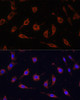 Immunofluorescence analysis of L929 cells using TOLLIP Polyclonal Antibody at dilution of  1:100. Blue: DAPI for nuclear staining.