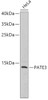 Western blot analysis of extracts of HeLa cells using PATE3 Polyclonal Antibody.