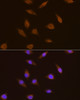 Immunofluorescence analysis of L929 cells using TSG101 Polyclonal Antibody at dilution of  1:100. Blue: DAPI for nuclear staining.