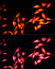 Immunofluorescence analysis of NIH-3T3 cells using KAT2A Polyclonal Antibody at dilution of  1:100 (40x lens). Blue: DAPI for nuclear staining.