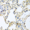 Immunohistochemistry of paraffin-embedded Rat lung using LEPREL2 Polyclonal Antibody at dilution of  1:200 (40x lens).
