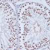 Immunohistochemistry of paraffin-embedded Rat testis using DNMT3L Polyclonal Antibody at dilution of  1:100 (40x lens).