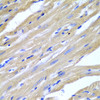 Immunohistochemistry of paraffin-embedded Mouse heart using HSPB2 Polyclonal Antibody at dilution of  1:200 (40x lens).
