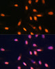Immunofluorescence analysis of U-2 OS cells using MonoMethyl-Histone H3-K4 Polyclonal Antibody at dilution of  1:100. Blue: DAPI for nuclear staining.