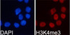 Immunofluorescence analysis of 293T cells using TriMethyl-Histone H3-K4 Polyclonal Antibody