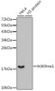 Western blot analysis of extracts of various cell lines using MonoMethyl-Histone H3-K9 Polyclonal Antibody.