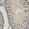 Immunohistochemistry of paraffin-embedded Rat testis using MonoMethyl-Histone H3-K9 Polyclonal Antibody at dilution of  1:200 (40x lens).