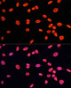 Immunofluorescence analysis of C6 cells using MonoMethyl-Histone H3-K9 Polyclonal Antibody at dilution of  1:100. Blue: DAPI for nuclear staining.