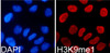 Immunofluorescence analysis of 293T cells using MonoMethyl-Histone H3-K9 Polyclonal Antibody