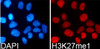 Immunofluorescence analysis of 293T cells using MonoMethyl-Histone H3-K27 Polyclonal Antibody
