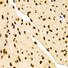 Immunohistochemistry of paraffin-embedded Mouse heart using DiMethyl-Histone H3-K27 Polyclonal Antibody at dilution of  1:100 (40x lens).