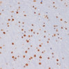 Immunohistochemistry of paraffin-embedded Mouse brain using TriMethyl-Histone H3-K27 Polyclonal Antibody at dilution of  1:100 (40x lens).