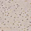 Immunohistochemistry of paraffin-embedded Rat brain using MonoMethyl-Histone H3-K36 Polyclonal Antibody at dilution of  1:200 (40x lens).