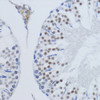 Immunohistochemistry of paraffin-embedded Rat testis using DiMethyl-Histone H3-K79 Polyclonal Antibody at dilution of  1:200 (40x lens).