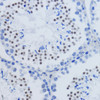 Immunohistochemistry of paraffin-embedded Mouse testis using DiMethyl-Histone H3-K79 Polyclonal Antibody at dilution of  1:200 (40x lens).